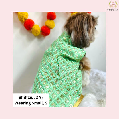 pastel green shihtzu dog sherwani for wedding