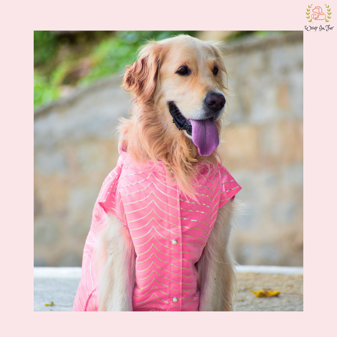 Light Pink Golden Sherwani