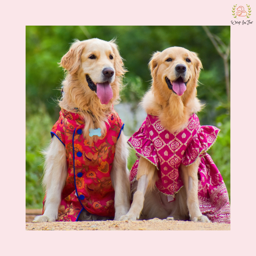 Pink Mastani Dog Lehenga Choli