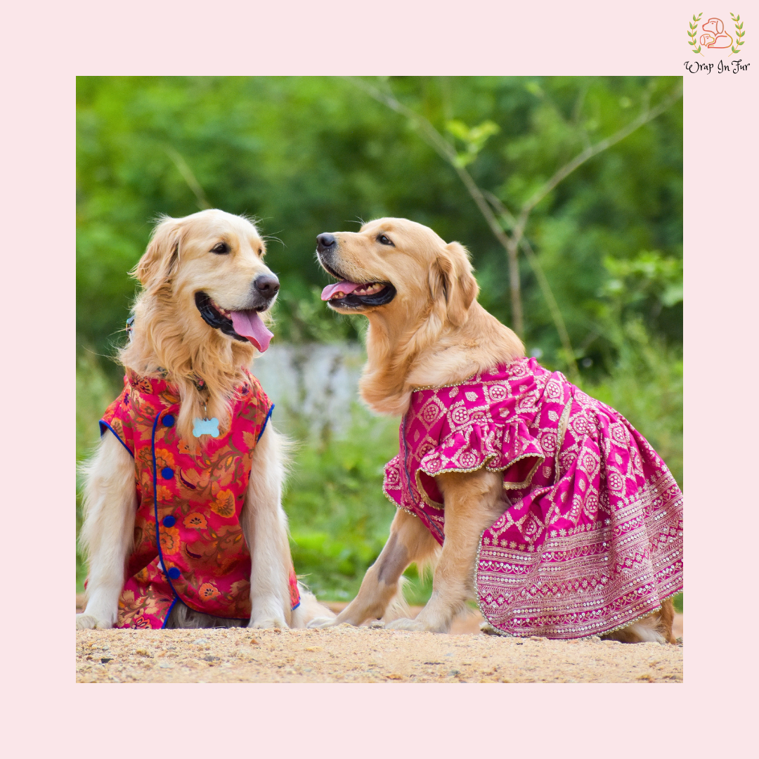 Pink Mastani Dog Lehenga Choli