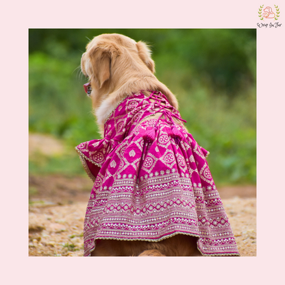 Pink Mastani Dog Lehenga Choli