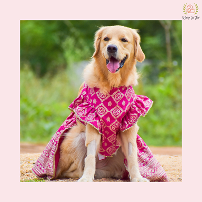 Pink Mastani Dog Lehenga Choli