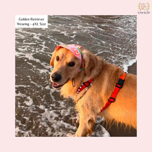 pink neon cap for labrador