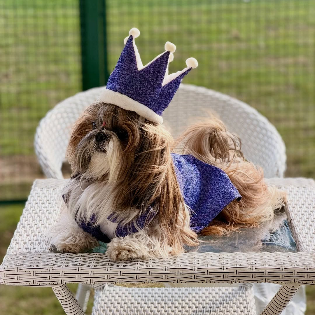 Purple Shimmer Dog Tuxedo