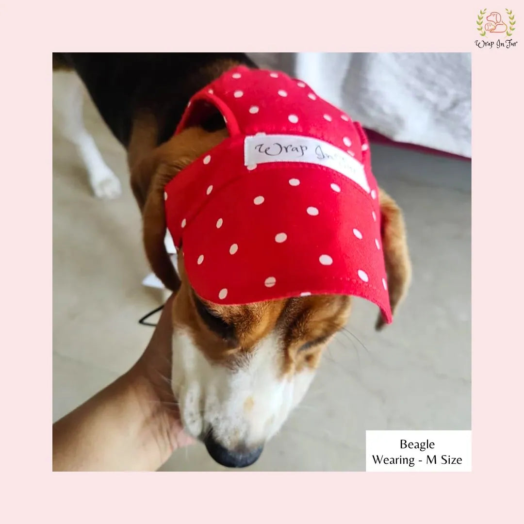 red polka dog cap for Beagle