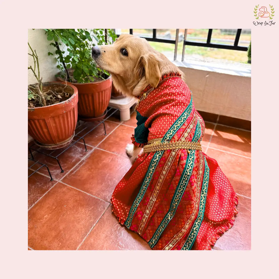 dog saree for wedding
