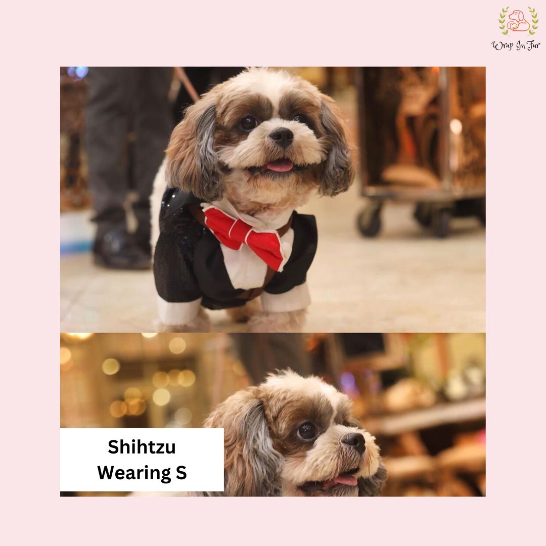 shihtzu dog tuxedo suit 