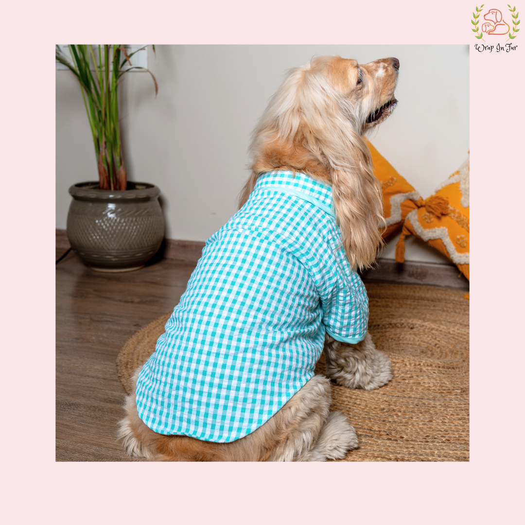 stylish dog shirt outfit
