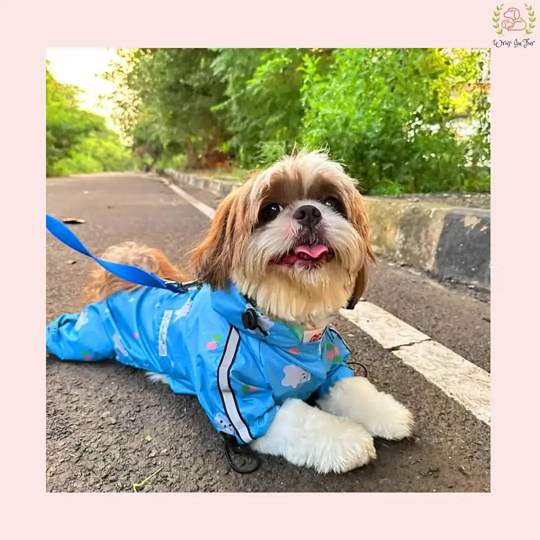 teddy dog raincoat