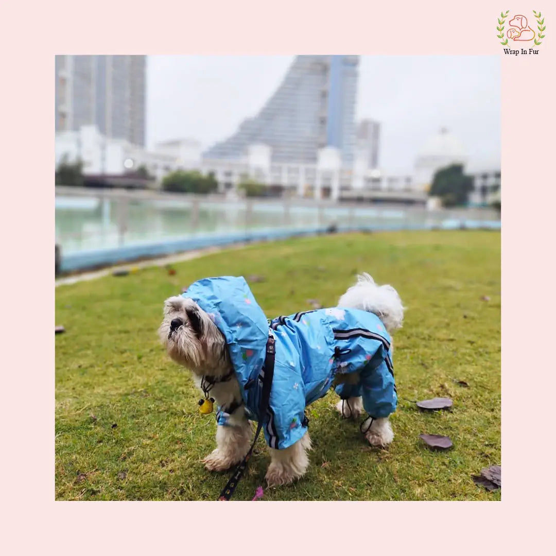 teddy dog raincoat for pug