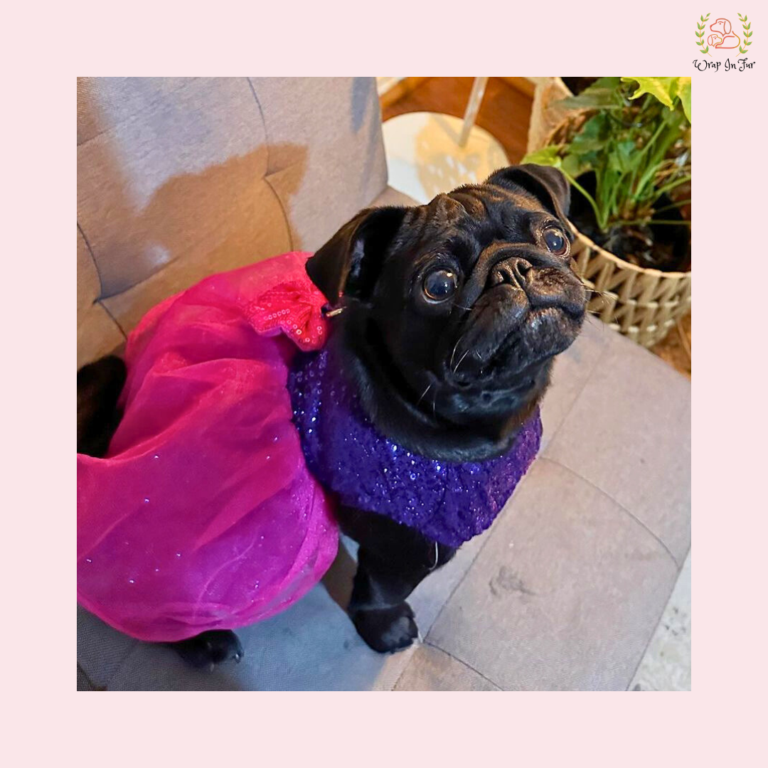 pugdogbirthdaydressonline