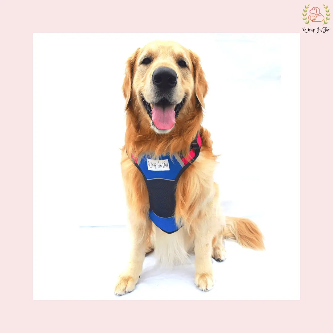 Blue Pink Double Sided Dog Harness