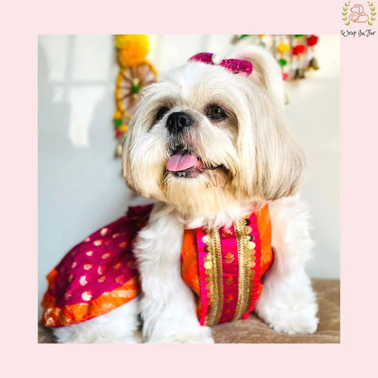 Kesari Lehenga Choli Dog Wedding Dress – Premium Dog Bridal Outfit