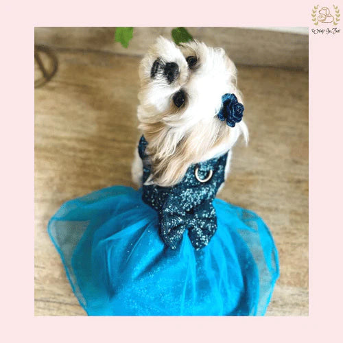Royal Blue Dog Wedding Dress Royal Blue Dog Wedding Dress