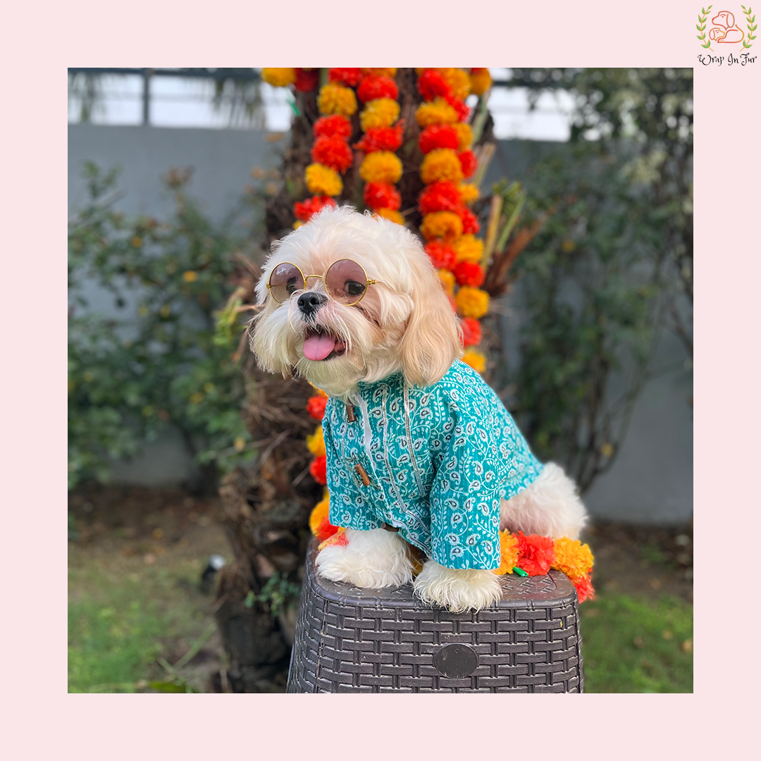 kurta for shihtzu, shitzu dog kurta online, dog clothes