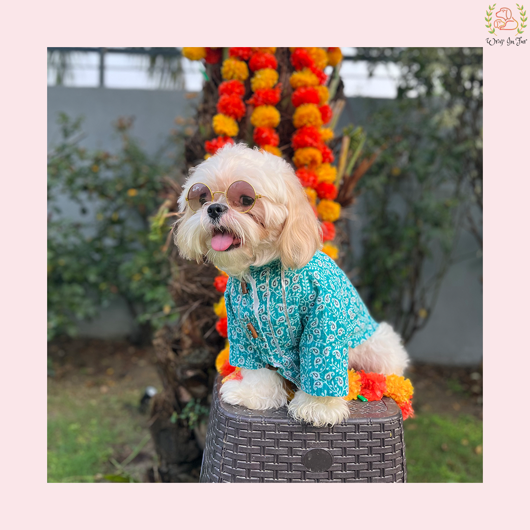 Teal Blue Gota Dog Kurta - Premium Indian Dog Ethnic Wear