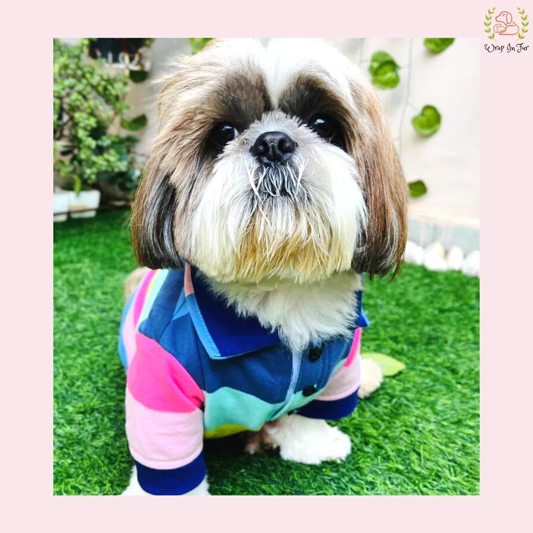 puppy birthday dress for female dog online in India